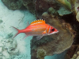 Longspine Squirrelfish IMG 5538